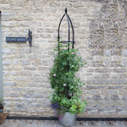 Oblisque pour Plantes Grimpantes OXFORD - 210 cm